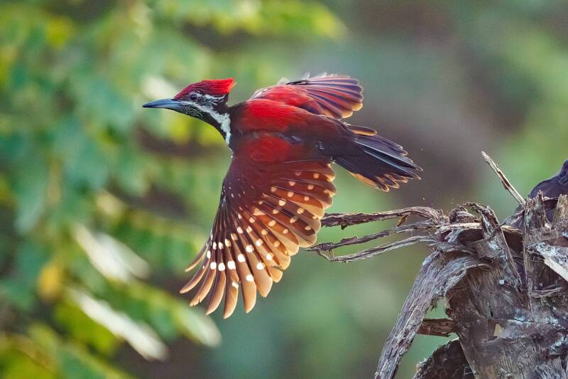*** фото превью