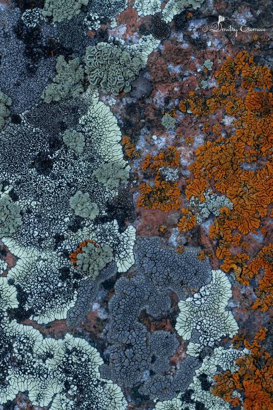 Природа в деталях: когда обычное становится волшебным... фото превью