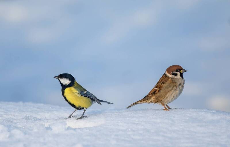 Не пара фото превью