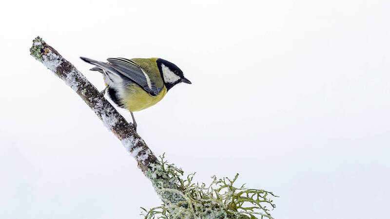 Great Tit on branches with lichen фото превью