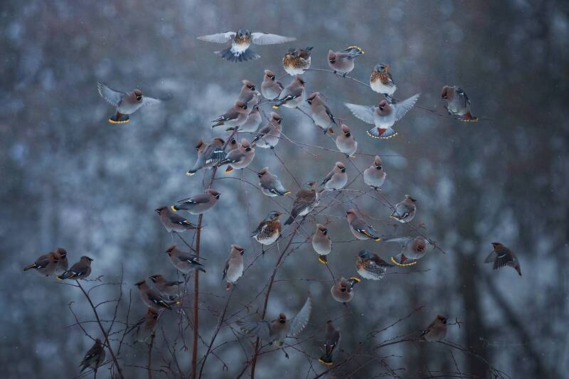 А из нашего окна стайка шумная видна ;) фото превью
