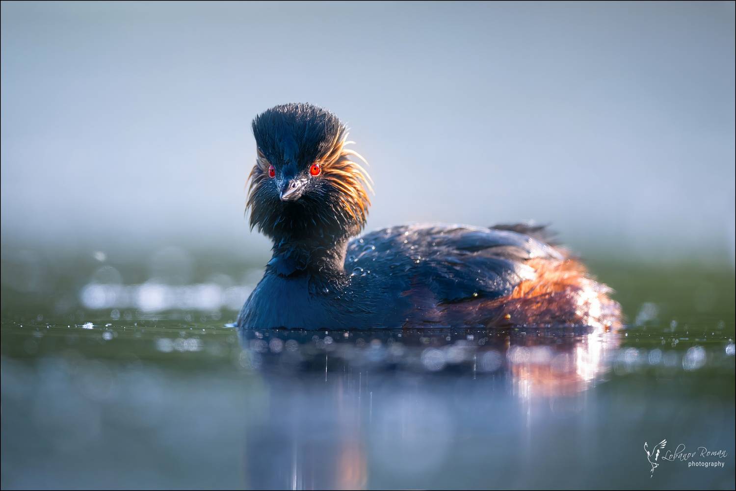 Черношейная поганка Лобанов Пересвет птицы водоплавающие, Лобанов Роман