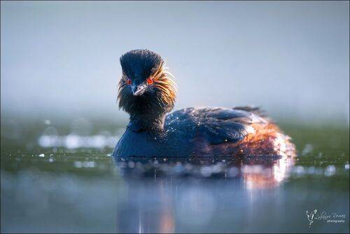 Поганка в тумане