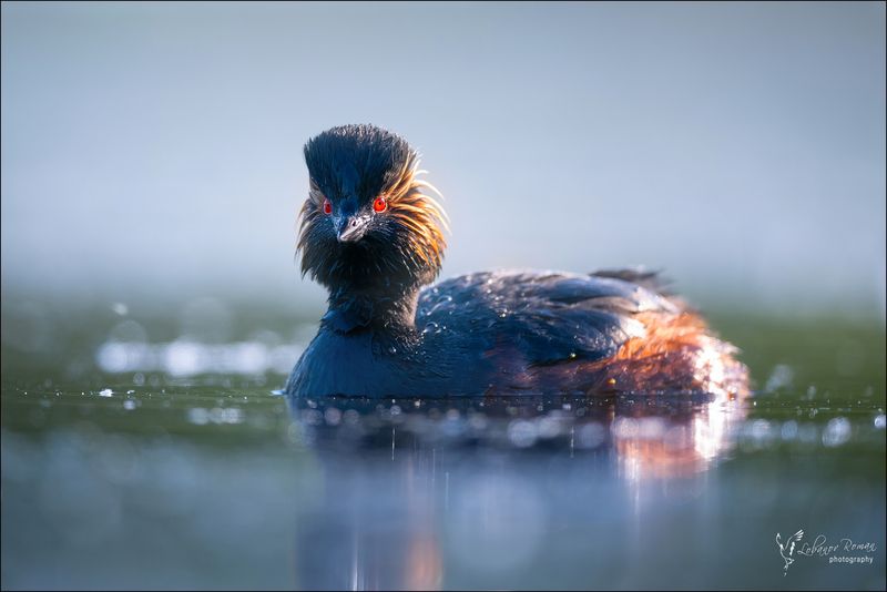 Поганка в тумане фото превью