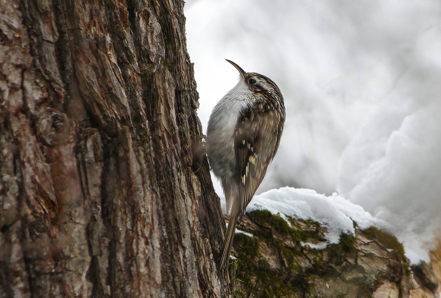 пищуха, обыкновенная пищуха, certhia familiaris, КарОл