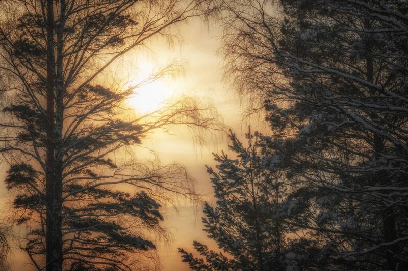 Зимний сон сквозь кружево ветвей... фото превью