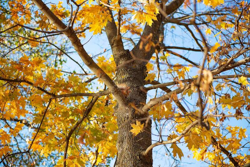 Встреча с белочкой в Большом Болдино фото превью