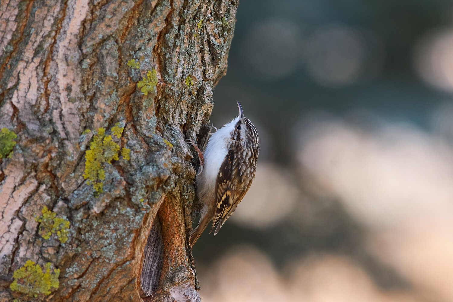 пищуха, птицы, волгоград, , Павел Сторчилов