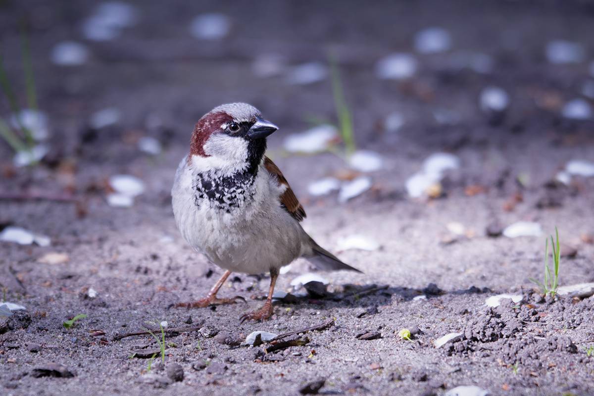 bird, птица, домовый воробей, passerdomesticus, зима, калининград, Хилько Марина