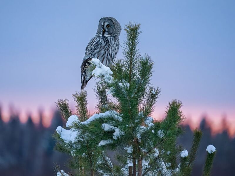 бородатая неясыть, совы, птицы сибири, бердвочинг, закат Одним зимним вечером... фото превью