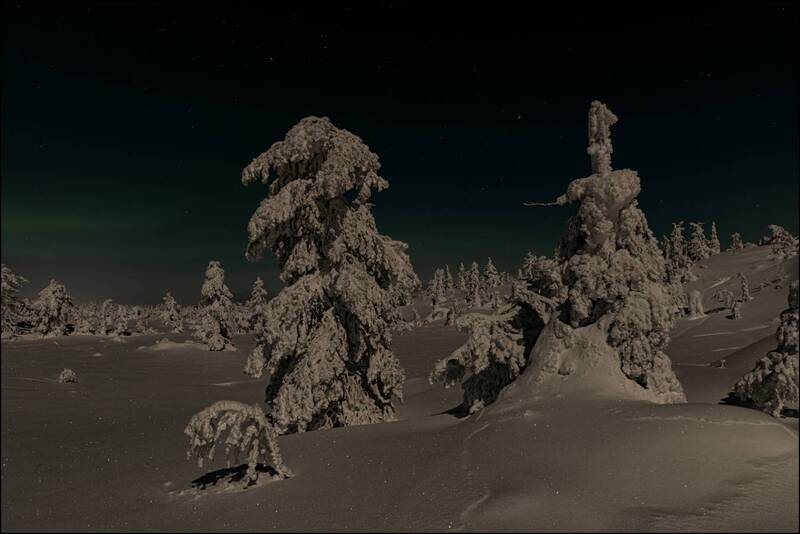 Состояния волшебного леса фото превью