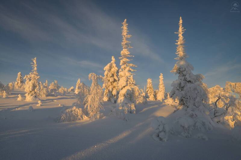 кольский, зима, фототур на кольский, мурманская область, лес, зимний кольский, заполярье, хибины На вечерней горке фото превью