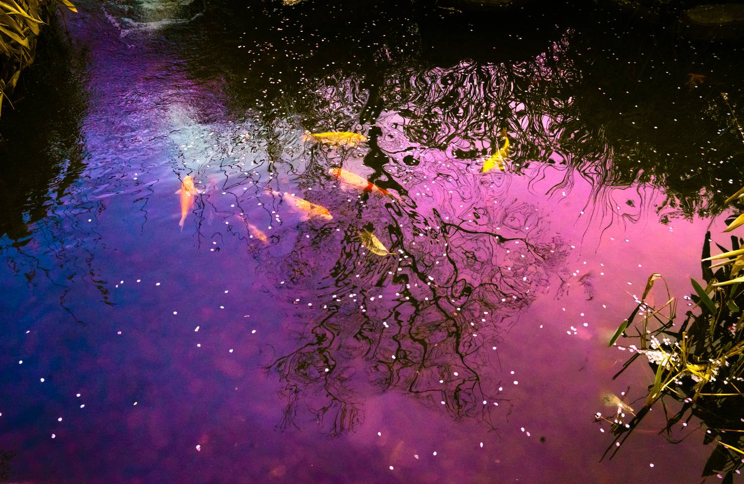 , Aleksandr Kolonsky