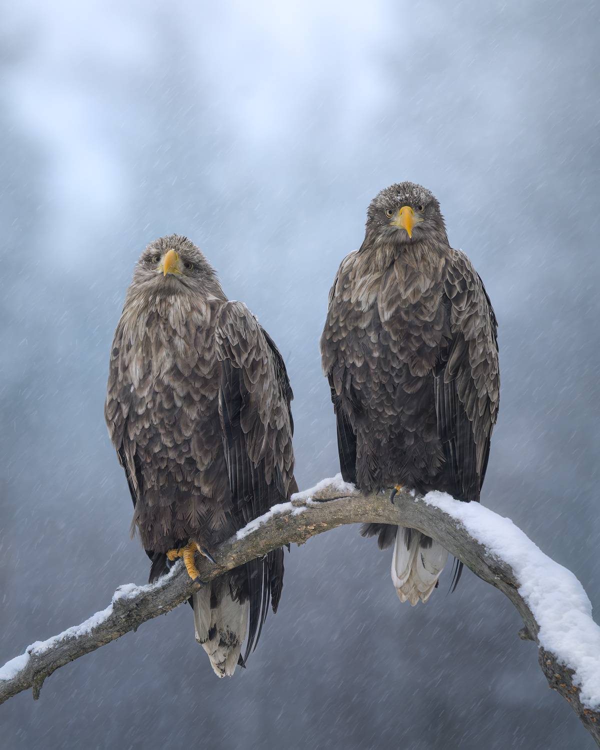 орлан, оран-белохвост, белохвост, птицы, хищник, фотоохота, зима, лес, снегопад, снег, birdwatching, birds, white-tailed eagle, eagle, орел, Михаил Ездаков