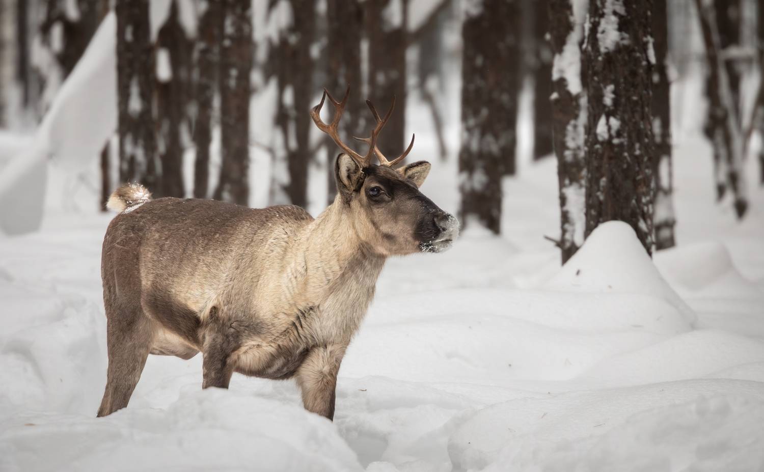 , Веревченко Михаил