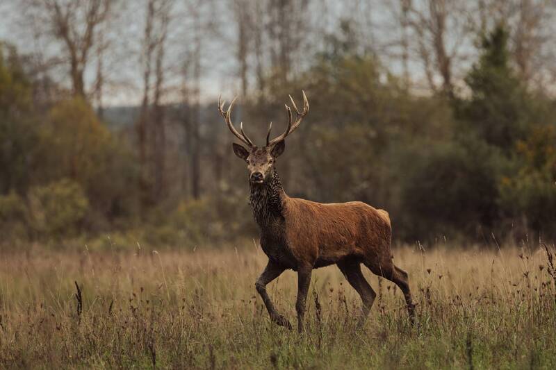 Осенний олень фото превью