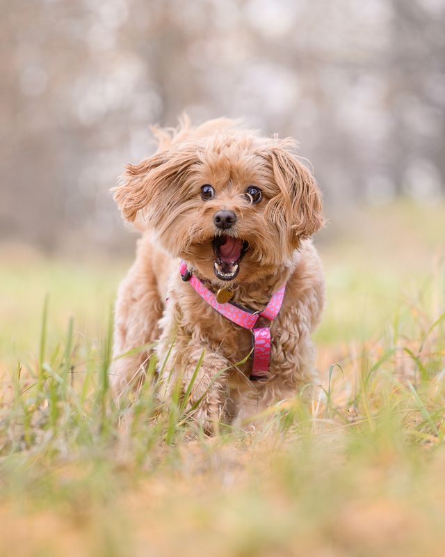 Barbariska фото превью