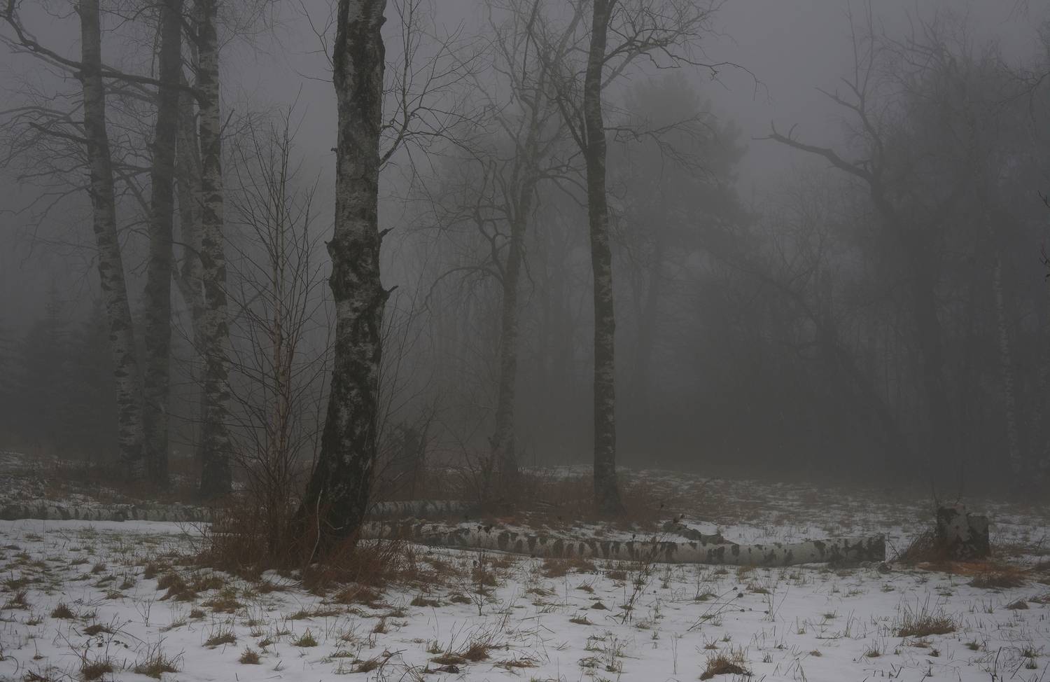 зима туман лес утро, Александр Жарников