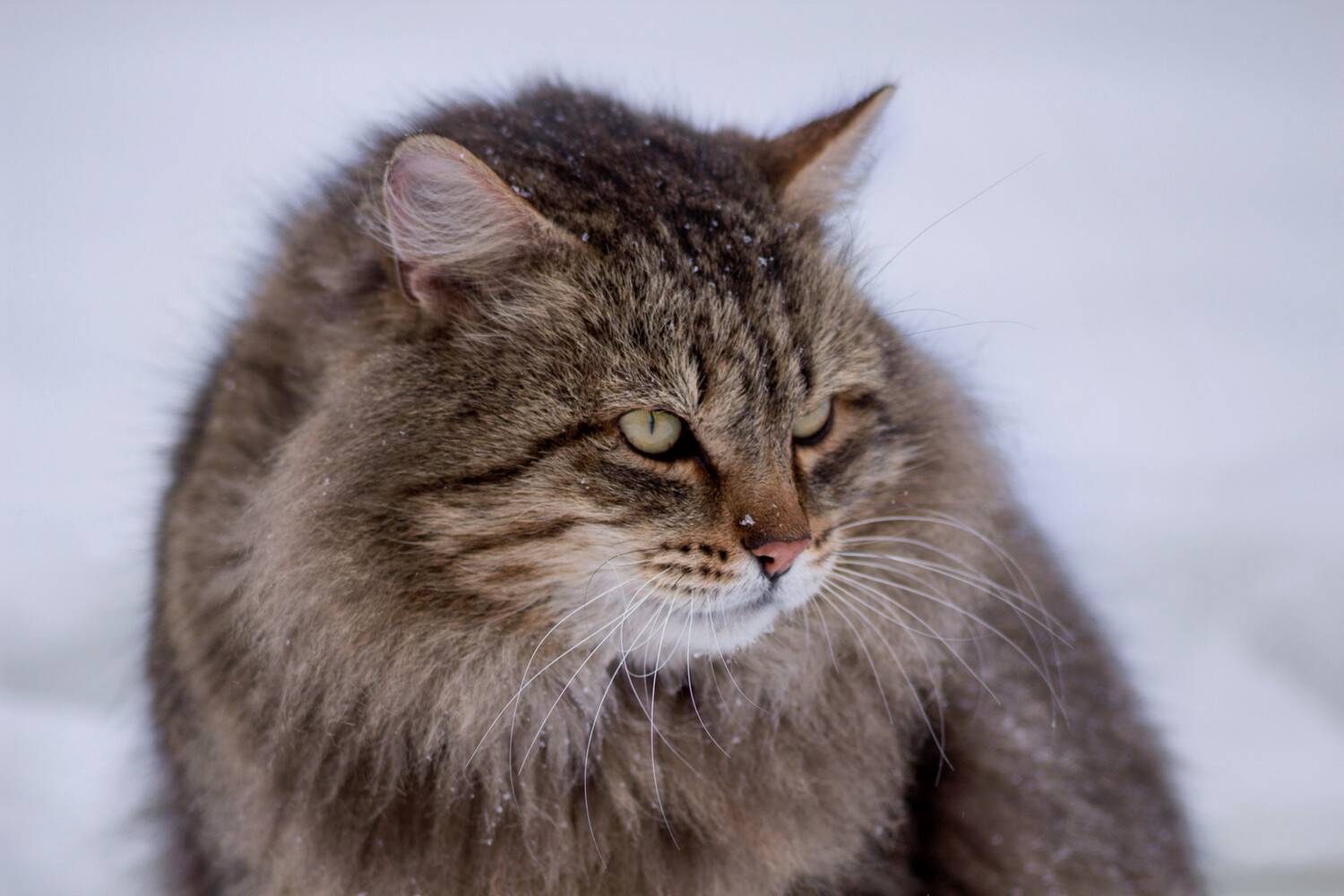 сибирский кот, Александр Канцур