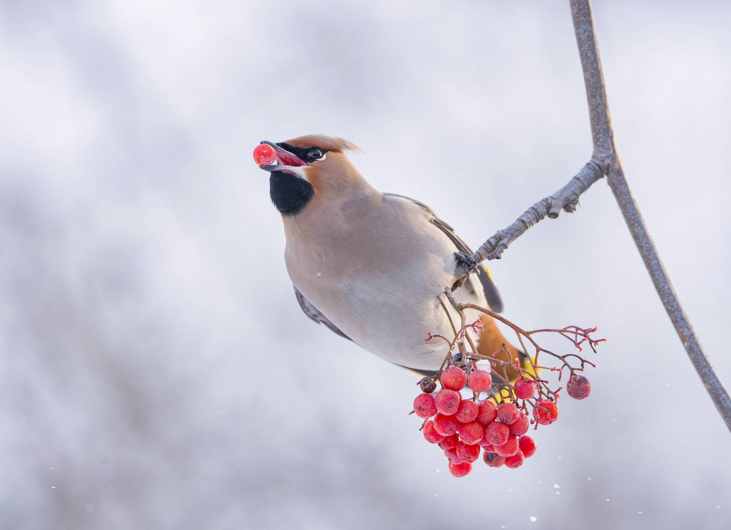 птицы,природа, зима, Андрей Киселёв