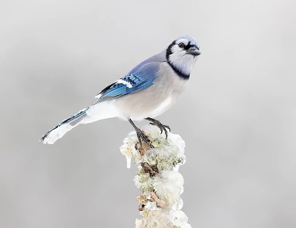 сойка, голубая сойка, jay, blue jay, зима, winter bird, птицы, snow, winter, cold, Etkind Elizabeth