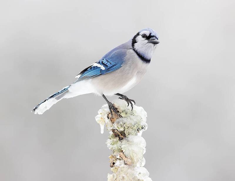 сойка, голубая сойка, jay, blue jay, зима, winter bird, птицы, snow, winter, cold Blue Jay -  Голубая сойка фото превью