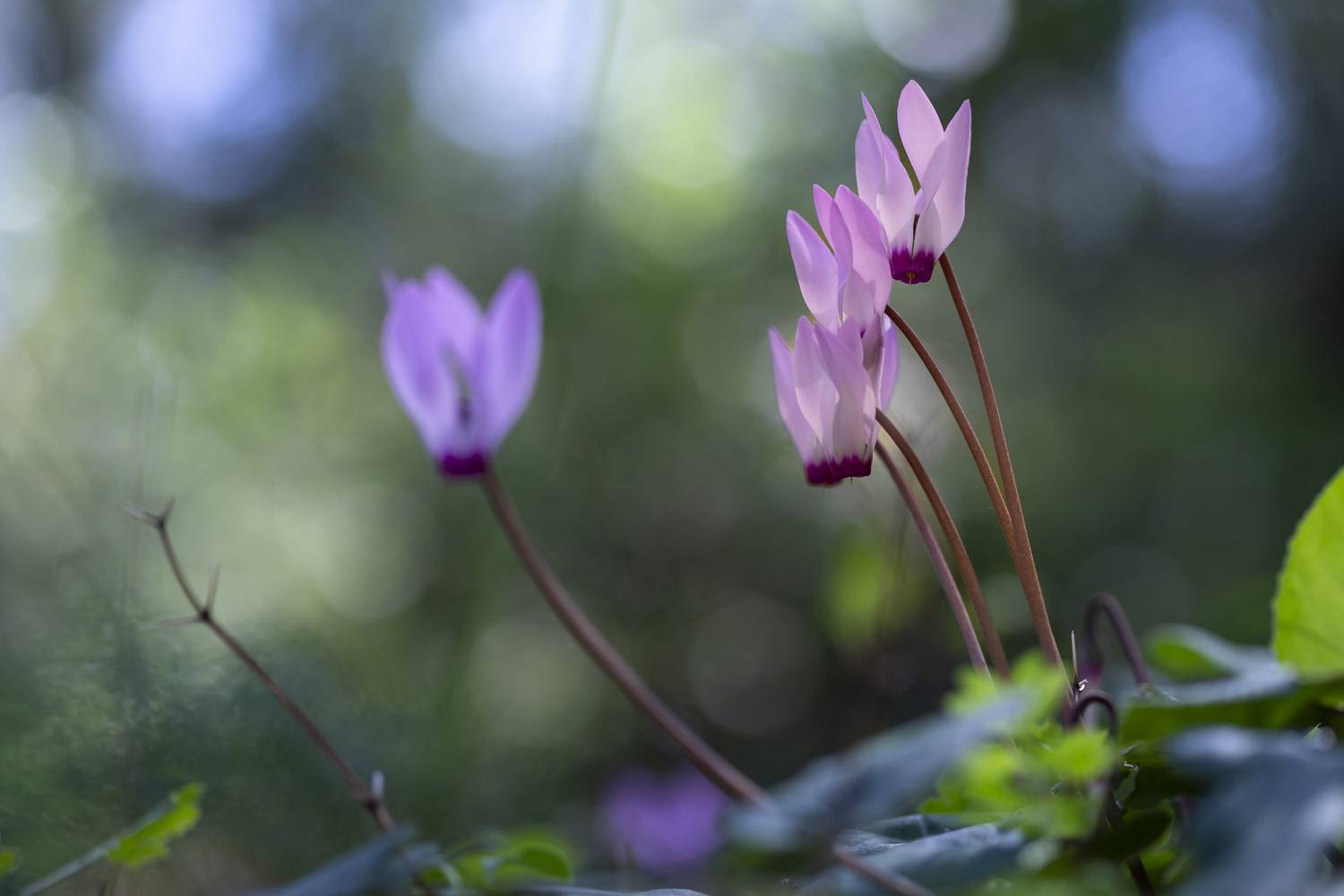 macro, flowers, plants, nature, spring, red, grass, Nikolay Tatarchuk