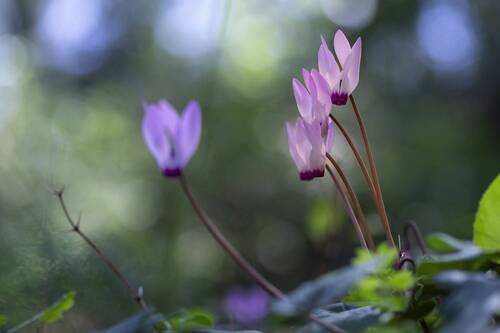 cyclamen flowers