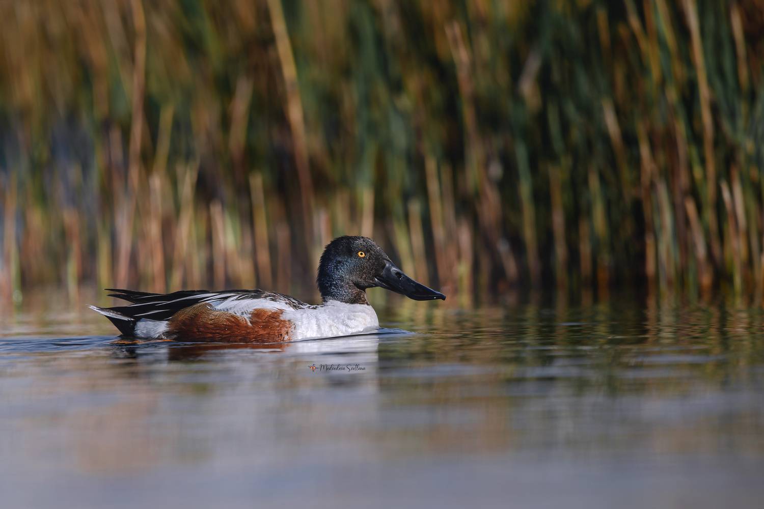 фотоохота, птица, зима, широконоска, селезень, Медведева Светлана
