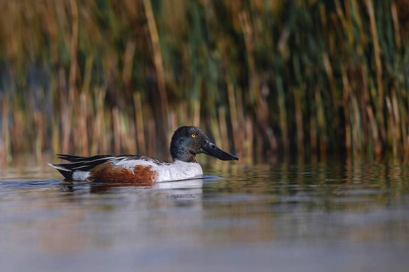 фотоохота, птица, зима, широконоска, селезень Селезень. фото превью