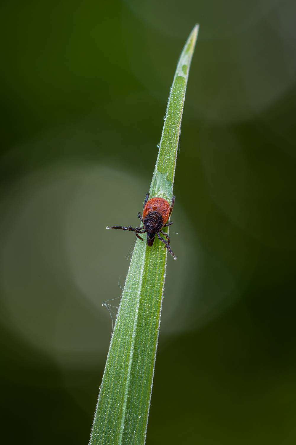 , Кузнецов Дмитрий