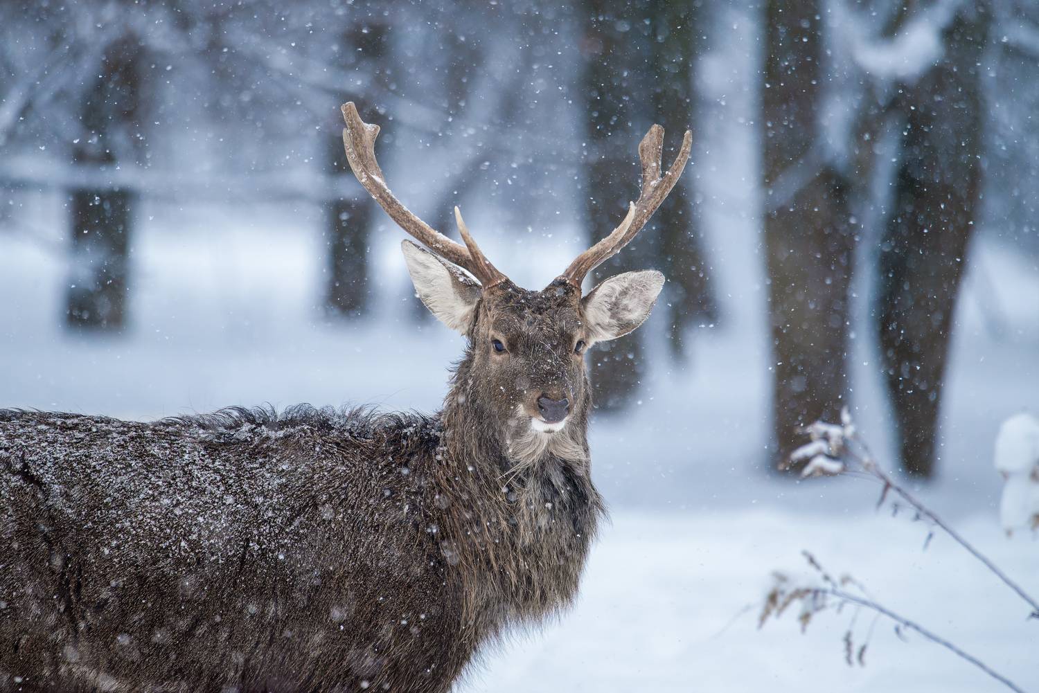 олень, deer, лес, снег, снежинки, forest, snow, Сергей Немцев