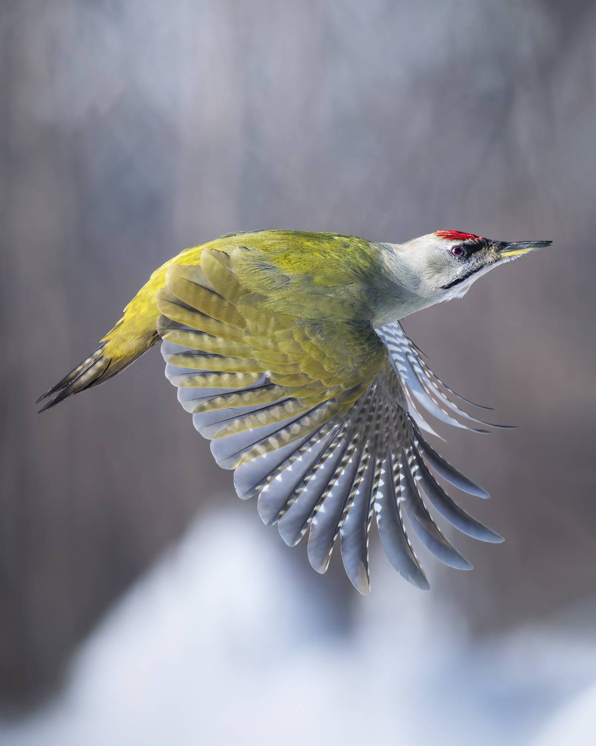 , Поляков Михаил
