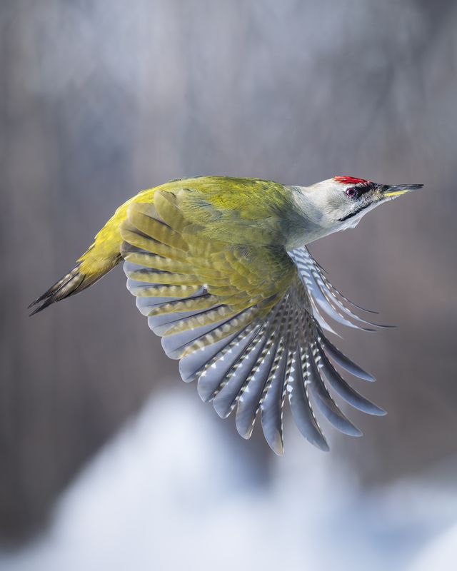 Седой дятел (Picus canus)  фото превью