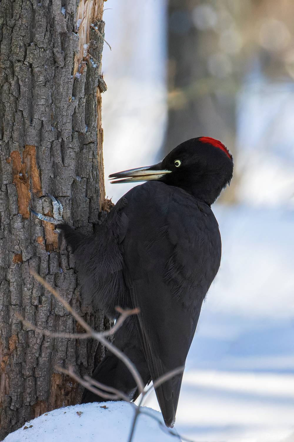 , Глебов Сергей