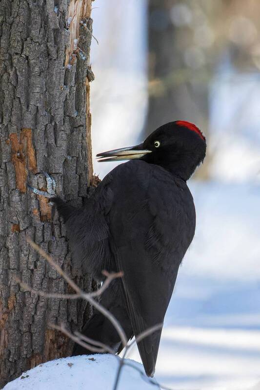 Желна фото превью