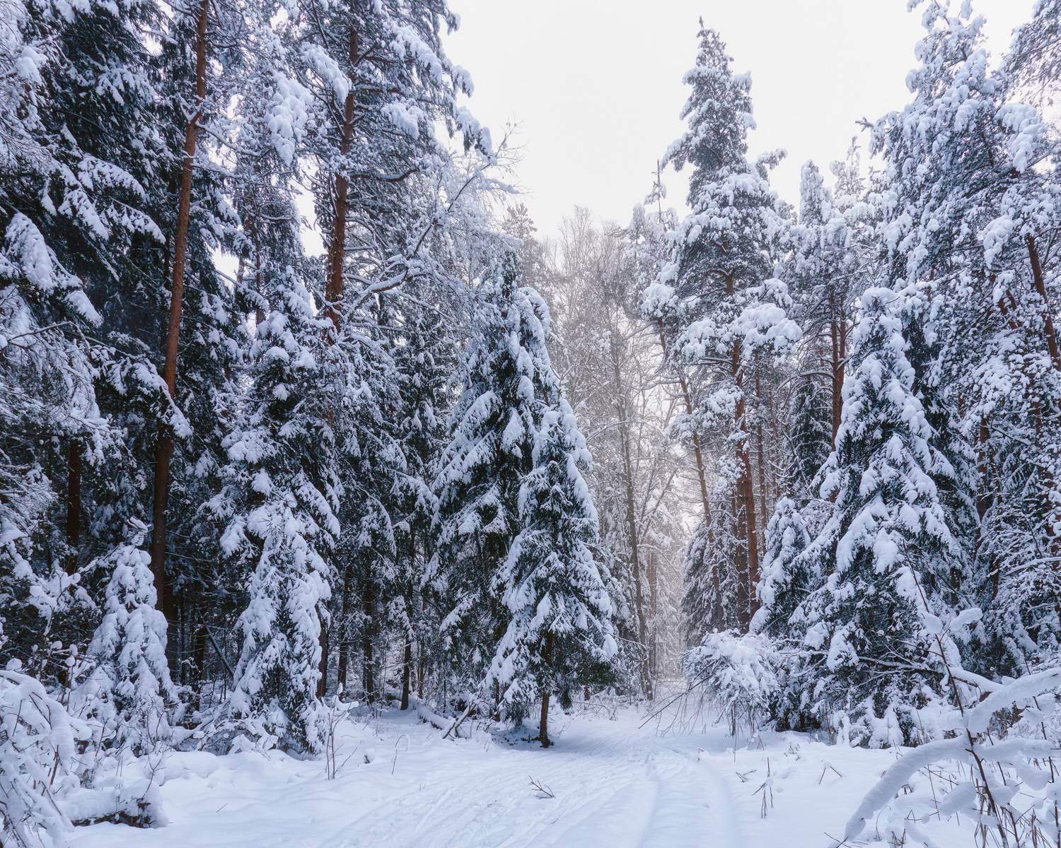 лес, деревья, снег, свет, Валерий Вождаев