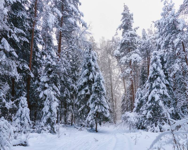 В заснеженном лесу фото превью