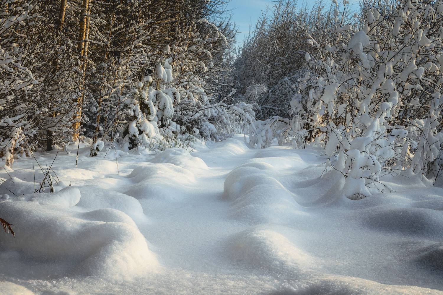 , Шевченко Юрий