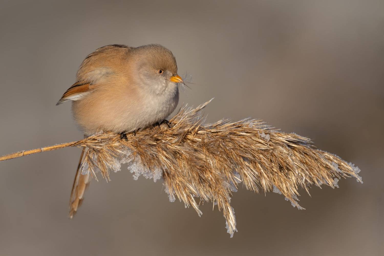 усатая синица, синица, птицы, Ruslan Pl
