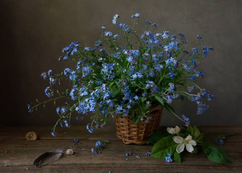 незабудки, цветы, букет Незабудки в корзине фото превью