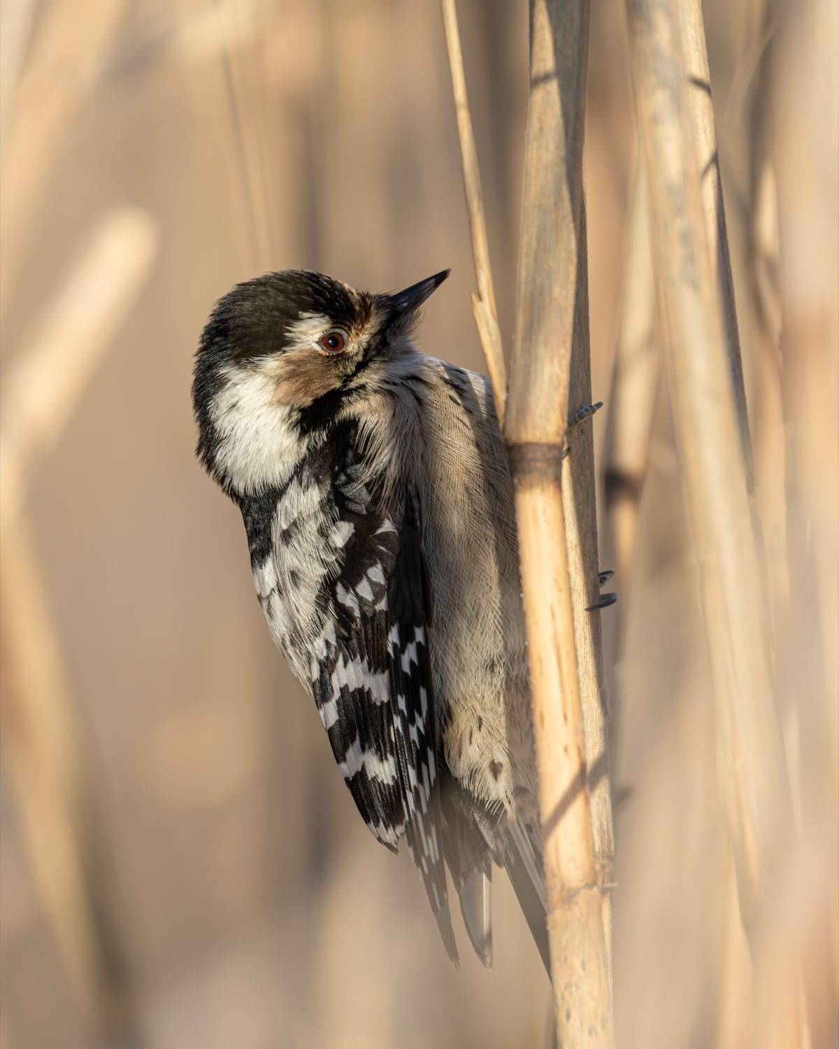малый пестрый дятел, дятел, птицы, красная книга, Ruslan Pl