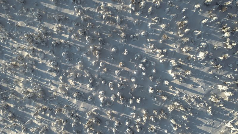 лес фото превью