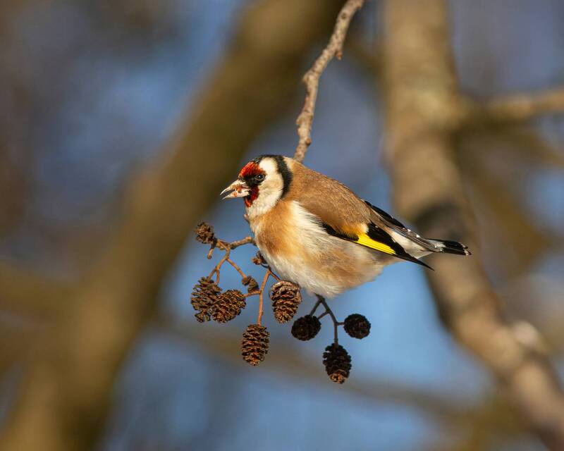 щегол, черноголый щегол, обыкновенный щегол, european goldfinch, goldfinch, carduelis carduelis, парк имени макса ашманна Зимние щеглы фото превью