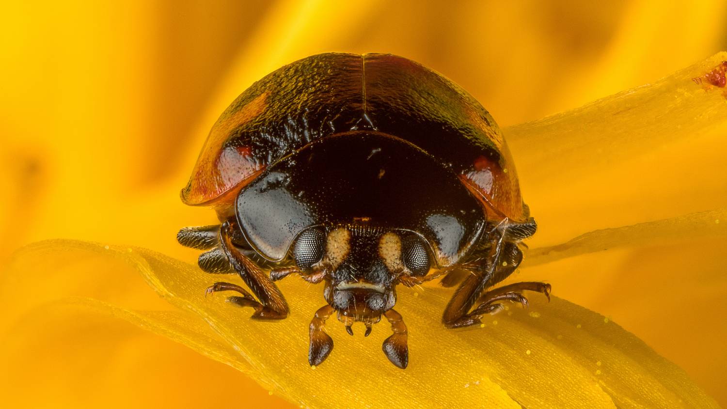 , Андрей Кривов