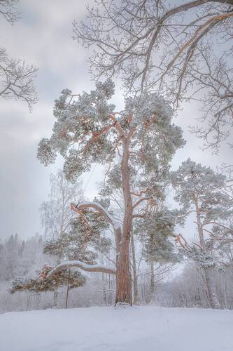 Шишкинская сосна