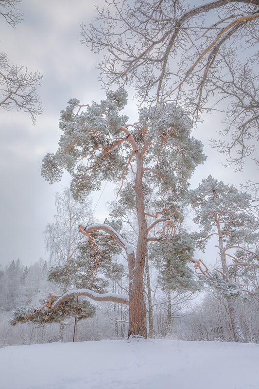 валаам, шишкин, валаамский архипелаг, сосна, ладожские шхеры, карелия, ладога, северное приладожье, сортавала, питкяранта, русский север, северная природа, северный пейзаж, пейзажи карелии, фототуры по карелии, фототуры по ладоге, фототур на ладожские шхе Шишкинская сосна фото превью