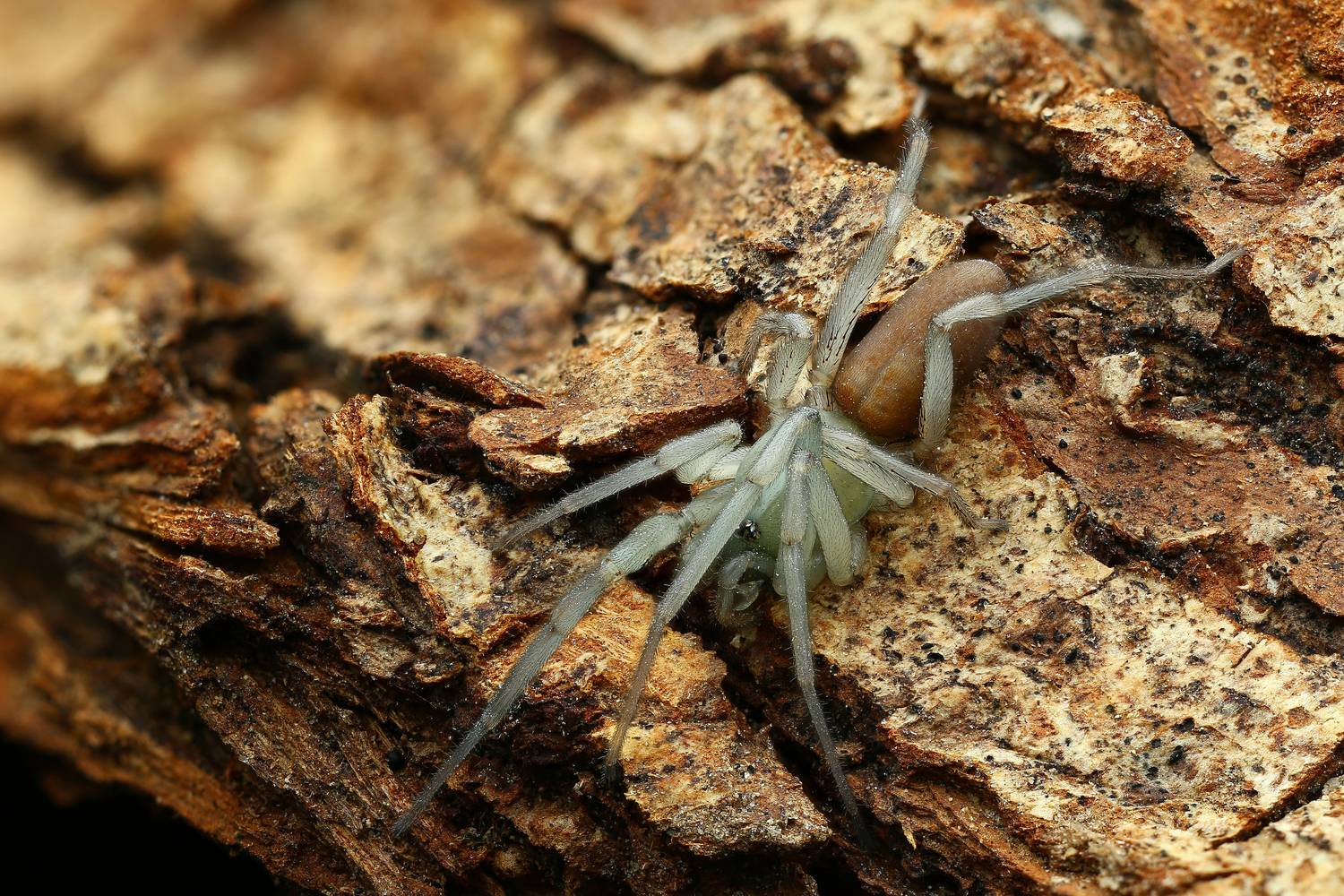 макро, природа, животное, растение, цвет, фото, коричневый, паук, кора, Шаповалов Андрей