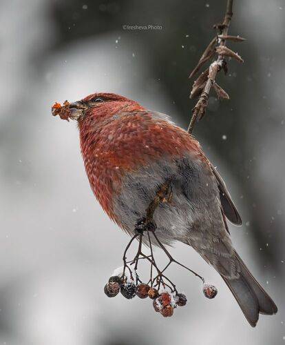 Щур трапезничает