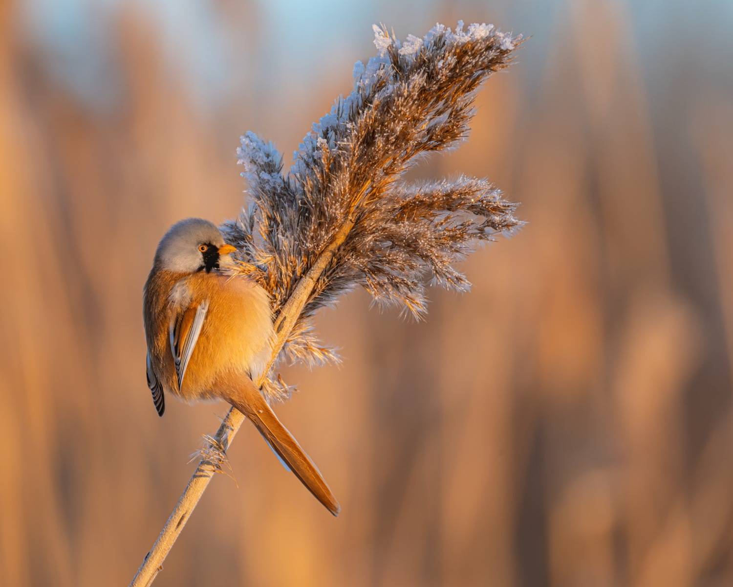 усатая синица, синица, птицы, закат, силуэт, Ruslan Pl